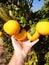 Farmer supervisor tests citrus fruits of the citrus trees