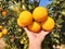 Farmer supervisor tests citrus fruits of the citrus trees