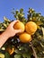 Farmer supervisor tests citrus fruits of the citrus trees