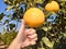 Farmer supervisor tests citrus fruits of the citrus trees