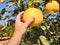 Farmer supervisor tests citrus fruits of the citrus trees