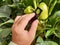 Farmer supervisor tests a plant leaves of the bell pepper with a handheld magnifier for pests.