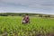 Farmer with tablet in corn field in spring