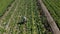 Farmer, tablet and drone in farm, agribusiness and countryside for agriculture, plants and environment. Crops