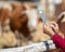 Farmer with tablet in front of cows in barn