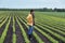 Farmer with tablet in soybean field in spring