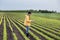 Farmer with tablet in soybean field in spring