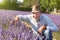 Farmer takes care of lavender bushes. portrait of a farmer. Fields of lavender