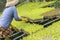 Farmer taking care of a greenhouse with lettuce seedlings of various types to be replanted