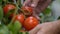 Farmer taking care of tomato plants in hothouse, agricultural business, work