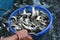 farmer taking indian carp fish fingerling babies in basket after fish breeding