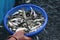 farmer taking indian carp fish fingerling babies in basket after fish breeding