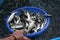 farmer taking indian carp fish fingerling babies in basket after fish breeding