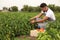 Farmer taking vegetables from bush in field. Harvesting time