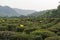 Farmer on tea fields in Hangzhou, China