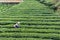 Farmer on tea plantation in Chengyang village