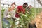 Farmer team harvesting cucumbers