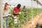 Farmer team harvesting cucumbers