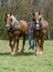 Farmer and team of plow horses