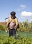 Farmer tending potatoes