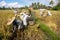 Farmer thresh rice, Bali , Indonesia.