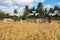 Farmer thresh rice, Bali , Indonesia.