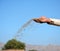 A farmer throwing DAP fertilizer in the fields