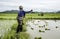 Farmer throwing rice