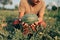 A farmer throws up a grown watermelon in farm field. Harvesting watermelons concept