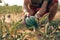 A farmer throws up a grown watermelon in farm field. Harvesting watermelons concept