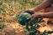 A farmer throws up a grown watermelon in farm field. Harvesting watermelons concept