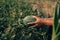 A farmer throws up a grown watermelon in farm field. Harvesting watermelons concept