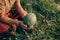 A farmer throws up a grown watermelon in farm field. Harvesting watermelons concept