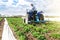 Farmer tillage cultivates a field plantation of young Riviera potatoes. Fertilizer with nitrate and plowing soil for further