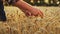 Farmer touches, checks a bunch of ripe cultivated wheat ears. Agronomist hands examining cultivated cereal crop before