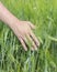 The farmer touches the ears of cereal crops rye barley. Green spikelets of barley in a man`s hand, harvesting