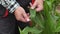 Farmer touching corn leafs close up