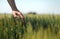 Farmer touching gently green unripe barley ears Hordeum Vulgare in cultivated field, closeup male hand over plants, concept of