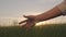 farmer touching green wheat with his hand in glare of sun, agriculture, field with growing wheat sprout, growing rye in