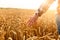 Farmer touching his crop with hand in a golden wheat field. Harvesting, organic farming concept