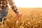 Farmer touching his crop with hand in a golden wheat field. Harvesting, organic farming concept