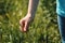 Farmer touching unripe barley spikes in cultivated field. Closeup of female hand on plantation in agricultural crop management