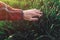 Farmer touching wheatgrass crops in field