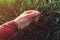 Farmer touching wheatgrass crops in field