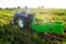 A farmer on a tractor with an aggregate of equipment for digging out potato. Farming and farmland. Food production. Agricultural