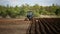 Farmer in tractor and birds preparing land for sowing. Front view