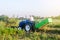 A farmer on a tractor drives across the farm field. Potato harvest campaign. Farming, agriculture. Countryside farmland. The use