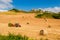 Farmer on Tractor making Hay Bales on Sardinian Countryside in Italy