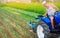 A farmer on a tractor plows a field. Vegetable rows of leeks. Plowing field. Seasonal farm work. Agriculture crops. Farming,