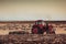 Farmer in tractor preparing land with seedbed cultivator and herb of sheeps